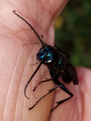 Chlorion aerarium