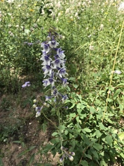 Delphinium × occidentale
