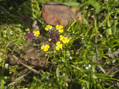 iNaturalist observation photo of Johnnytuck