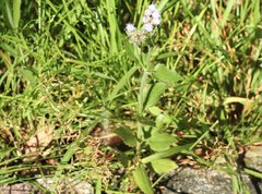 Praxelis clematidea