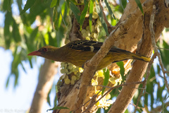 Oriolus flavocinctus