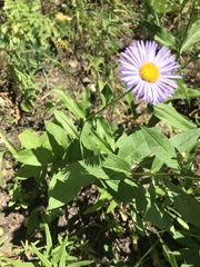 Erigeron formosissimus