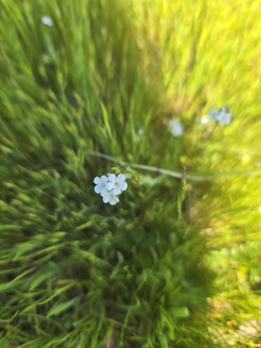 iNaturalist observation photo of Popcornflowers