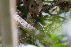 Xanthotis macleayanus