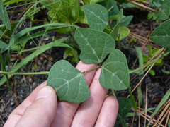 Phaseolus polystachios sinuatus