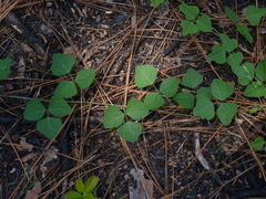 Phaseolus polystachios sinuatus