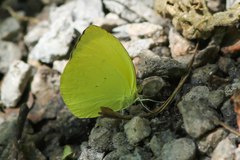 Pyrisitia leuce leuce