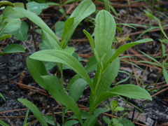 Lithospermum virginianum