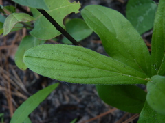 Lithospermum virginianum