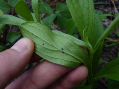 Lithospermum virginianum