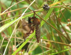 Diogmites basalis