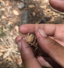 Tomonotus ferruginosus