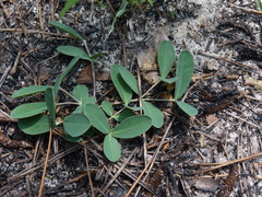 Euphorbia ipecacuanhae