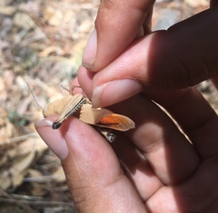 Tomonotus ferruginosus