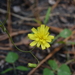Hieracium - Photo (c) Nate Hartley, μερικά δικαιώματα διατηρούνται (CC BY-NC), uploaded by Nate Hartley