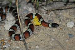 Lampropeltis gentilis