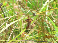 Diogmites basalis