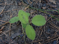 Galactia mollis