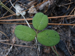 Galactia mollis