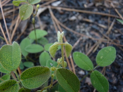 Galactia mollis
