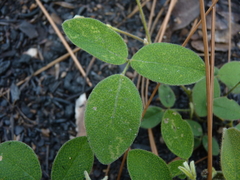 Galactia mollis