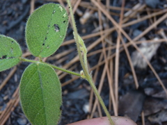 Galactia mollis