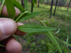 Brickellia eupatorioides eupatorioides
