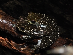 Staurois latopalmatus