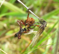 Diogmites basalis