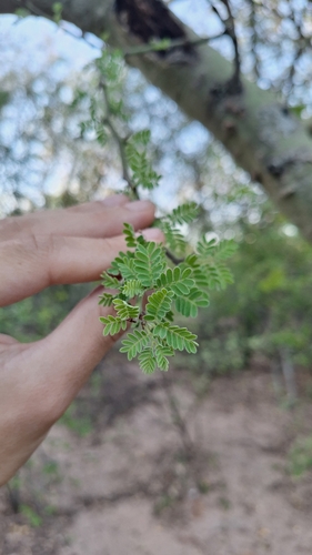 Image of Parkinsonia praecox by (c) Gonzalo Roget, some rights reserved (CC BY)