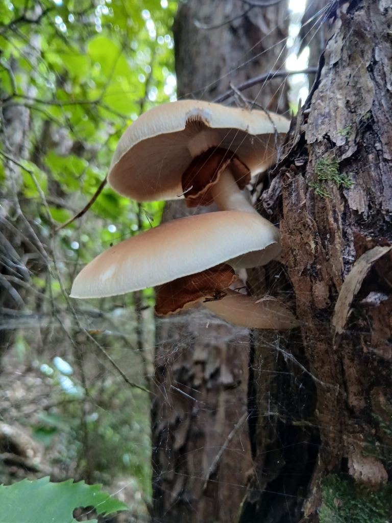 Cyclocybe parasitica · March 2025 · photo: © squidney8 (iNaturalist, cc0)