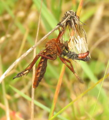 Diogmites basalis