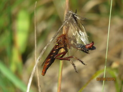 Diogmites basalis