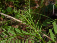Astragalus michauxii