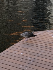 Larus argentatus