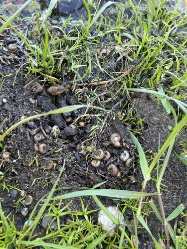 iNaturalist observation photo of Ramshorn Snails and Allies