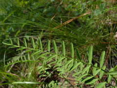 Astragalus michauxii