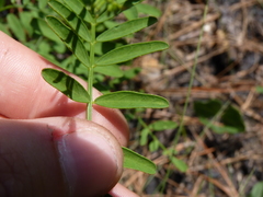 Astragalus michauxii