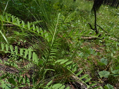 Astragalus michauxii