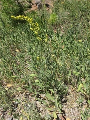 Solidago spectabilis