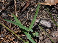 Euphorbia ipecacuanhae