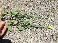 Solidago spectabilis