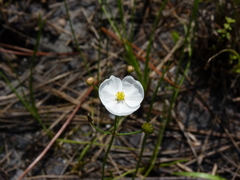 Sagittaria isoetiformis