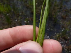 Sagittaria isoetiformis