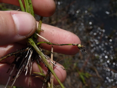 Sagittaria isoetiformis