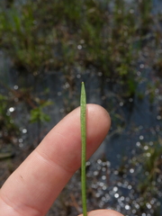 Sagittaria isoetiformis