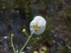 Sagittaria isoetiformis