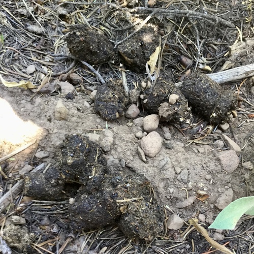 iNaturalist observation photo of American Black Bear