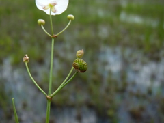 Sagittaria isoetiformis