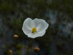 Sagittaria isoetiformis